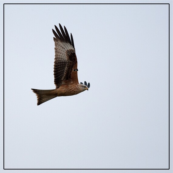 IMG_8638 EOS-1D Mark III